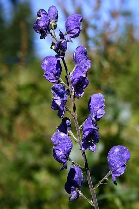 Oměj tuhý moravský (Aconitum firmum subsp. moravicum), 29. 8. 2004