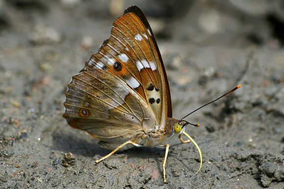 Batolec červený (Apatura ilia)