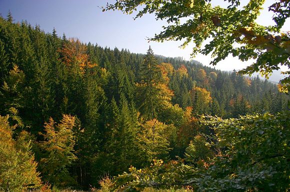 Přírodní rezervace Draplavý od silnice na Grúň (6. 10. 2004)