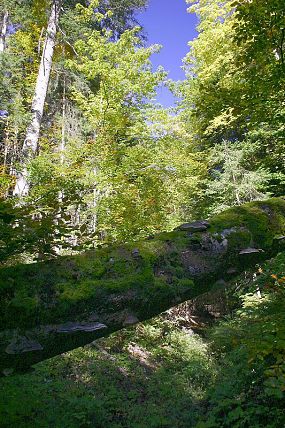 Přírodní rezervace Draplavý (6. 10. 2004)