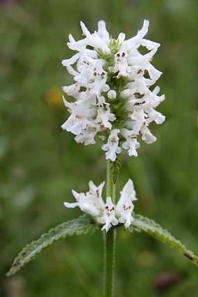 Bukvice lékařská - albín(Betonica officinalis), přírodní památka Filůvka (13. 7. 2014)