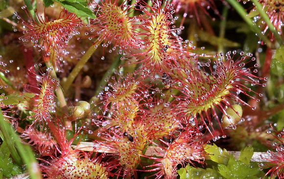 Rosnatka okrouhlolistá (Drosera rotundifolia), přírodní památka Filůvka (13. 7. 2014)