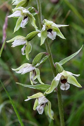 Kruštík širolistý (Epipactis helleborine), přírodní památka Filůvka (13. 7. 2014)
