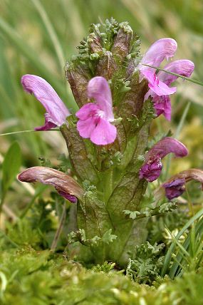 Všivec lesní (Pedicularis sylvatica)