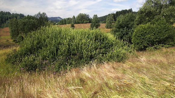 Přírodní památka Filůvka (13. 7. 2014)