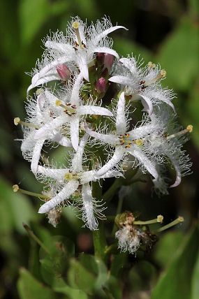 Vachta trojlistá (Menyanthes trifoliata)