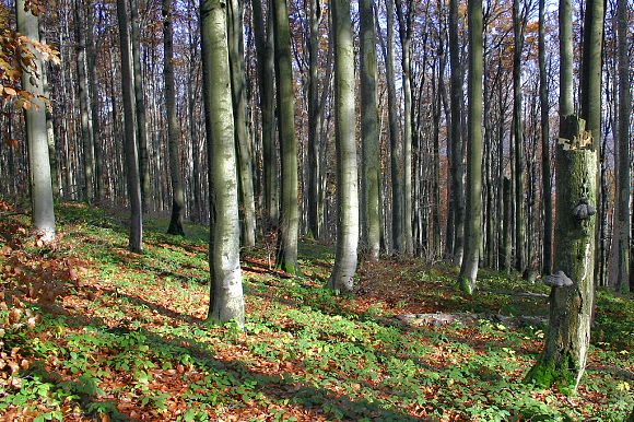 Přírodní rezervace Klíny (23. 10. 2004)