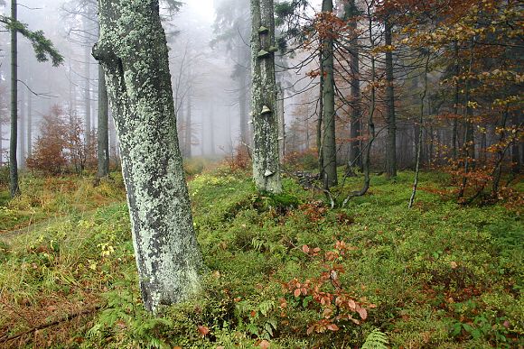 Přírodní rezervace Klíny (23. 10. 2004)