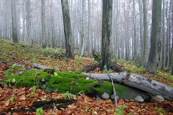 Přírodní rezervace Klíny (23. 10. 2004)
