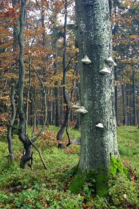 Přírodní rezervace Klíny (23. 10. 2004)