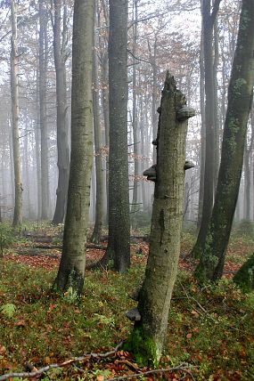 Přírodní rezervace Klíny (23. 10. 2004)