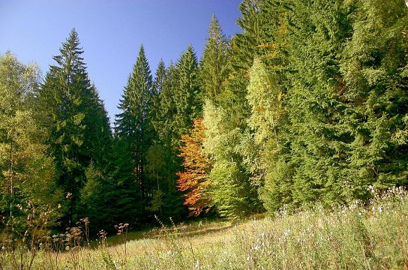 Přírodní památka Kyčmol (6. 10. 2004)
