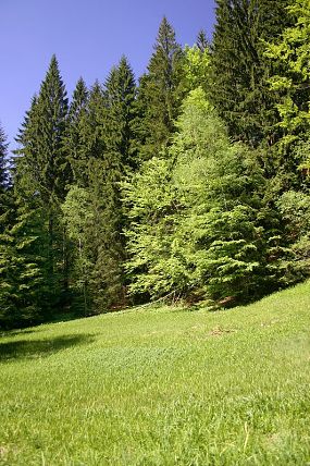 Přírodní památka Kyčmol (27. 5. 2005)