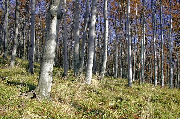 Přírodní rezervace Noříčí (23. 10. 2004)