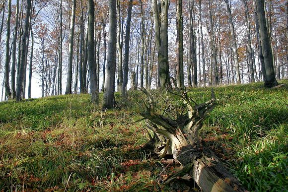 Přírodní rezervace Noříčí - vrcholové partie Noříčí hory (23. 10. 2004)