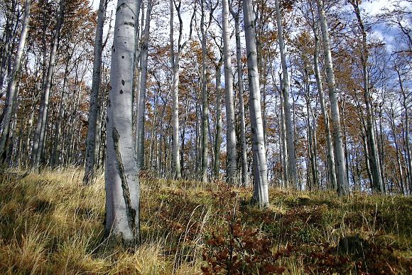 Přírodní rezervace Noříčí (23. 10. 2004)