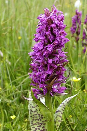 Prstnatec májový (Dactylorhiza majalis), přírodní památka Obidová (20. 6. 2005)