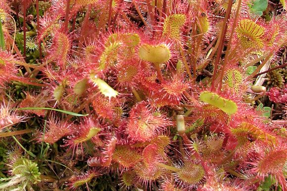 Rosnatka okrouhlolistá (Drosera rotundifolia), přírodní památka Obidová (15. 7. 2006)