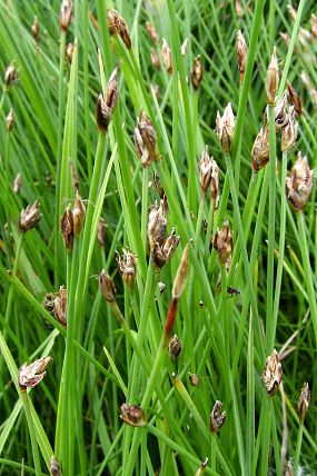 Bahnička chudokvětá (Eleocharis quinqueflora), přírodní památka Obidová (15. 7. 2006)