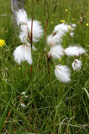 Suchopýr úzkolistý (Eriophorum angustifolium), PP Obidová (20. 6. 2005)
