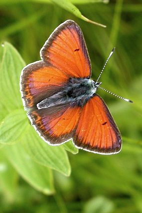 Ohniváček modrolemý (Lycaena hippothoe)