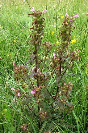 Všivec bahenní (Pedicularis palustris), přírodní památka Obidová (15. 7. 2006)