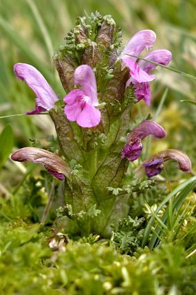 Všivec lesní (Pedicularis sylvatica), přírodní památka Obidová (27. 5. 2005)