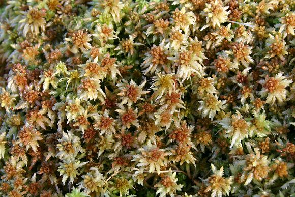 Rašeliník (Sphagnum sp.), PP Obidová (16. 10. 2007)
