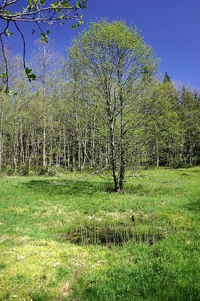 Přírodní památka Obidová (27. 5. 2005)