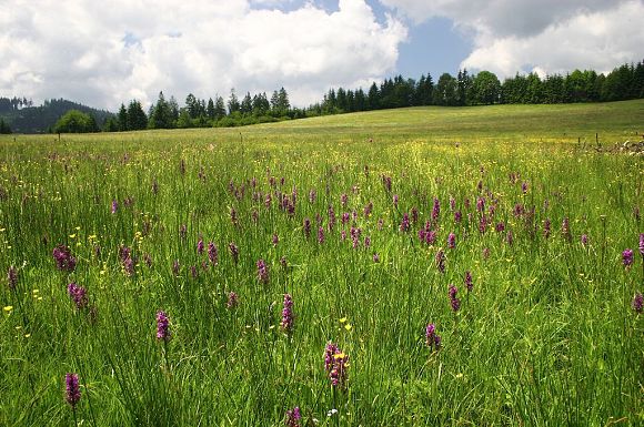 Prstnatec májový (Dactylorhiza majalis) v přírodní památce Obidová (20. 6. 2005)