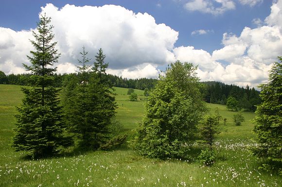 Přírodní památka Obidová (20. 6. 2005)