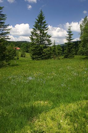 Přírodní památka Obidová (20. 6. 2005)