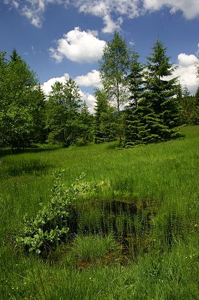 Jedna z tůněk v přírodní památce Obidová (20. 6. 2005)