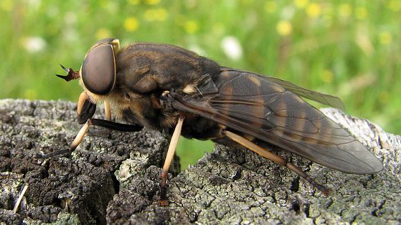 Ovád (Tabanus sp.), PP Obidová (15. 7. 2006)