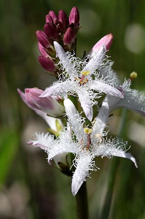 Vachta trojlistá (Menyanthes trifoliata)