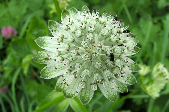 Jarmanka větší (Astrantia major), PP Pod Lukšincem (9. 6. 2007)