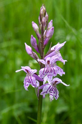 Prstnatec Fuchsův (Dactylorhiza fuchsii), PP Pod Lukšincem (9. 6. 2007)