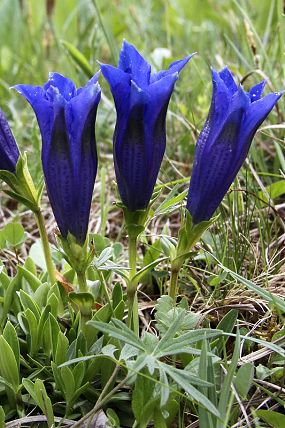 Hořec bezlodyžný (Gentiana acaulis), ilustrační foto, Bílé Karpaty (2012)
