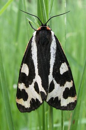 Přástevník jitrocelový (Parasemia plantaginis), PP Pod Lukšincem (9. 6. 2007)
