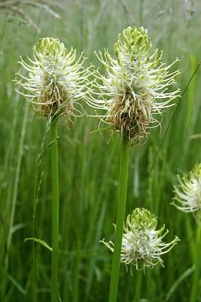 Zvonečník klasnatý (Phyteuma spicatum), PP Pod Lukšincem (9. 6. 2007)