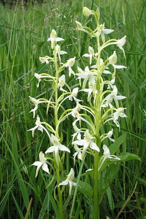 Vemeník dvoulistý (Platanthera bifolia), PP Pod Lukšincem (9. 6. 2007)