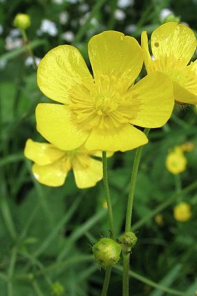 Pryskyřník prudký (Ranunculus acris), PP Pod Lukšincem (9. 6. 2007)