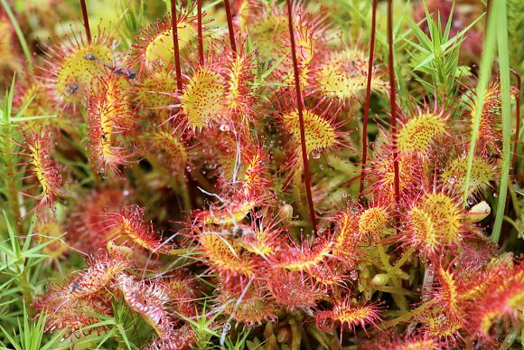 Rosnatka okrouhlolistá (Drosera rotundifolia), PP Podgrúň (13. 7. 2013), foto © Z. Podešva
