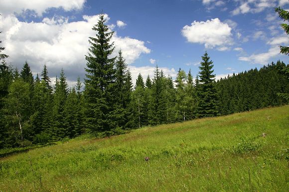 Přírodní památka Podgrúň (15. 7. 2006), foto © Z. Podešva