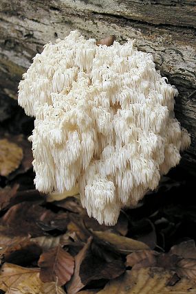 Korálovec jedlový (Hericium coralloides)