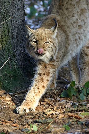 Rys ostrovid (Lynx lynx)