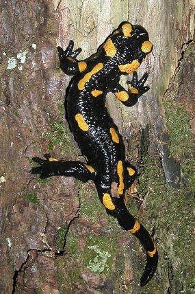 Mlok skvrnitý (Salamandra salamandra)