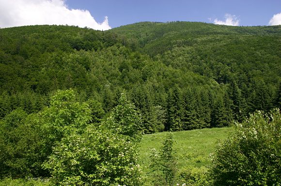 Přírodní rezervace Travný (20. 6. 2005)
