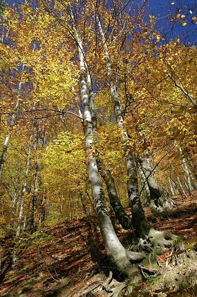 Přírodní rezervace Travný (16. 10. 2007)