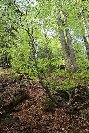 Přírodní rezervace Travný potok (22. 5. 2017)